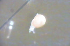 P1030066